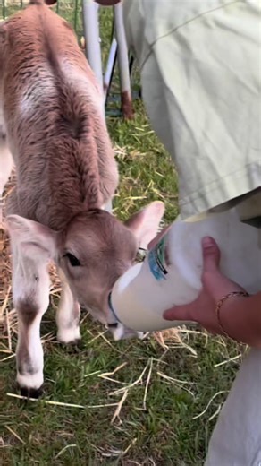Teaching my cows to be ridden series ✨ #cow #ditl #fyp #animals #farm