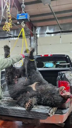 Hunters share what's it's like to get a black bear in Pennsylvania