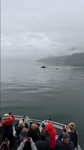 Humpback whales in Icy Point Strait, Hoonah Alaska. A life changing experience ‪@msccruisesofficial‬