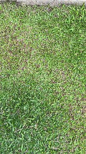 1.2M views · 50K reactions | Red Gamefarm Official on Reels | Facebook