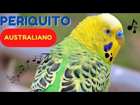 Budgerigar Breeding and Tips
