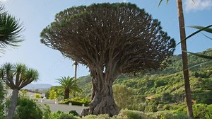 Ancient Dragon Tree in Icod de los Vinos town on Tenerife, Canary Islands, Spain