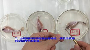 高中生物实验——验证ATP是细胞的能量通货