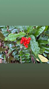 MOTHER nature’s gift to us. #mothernaturesgifts #giftofnature #NegrosanonStories | Negrosanon Stories | Facebook