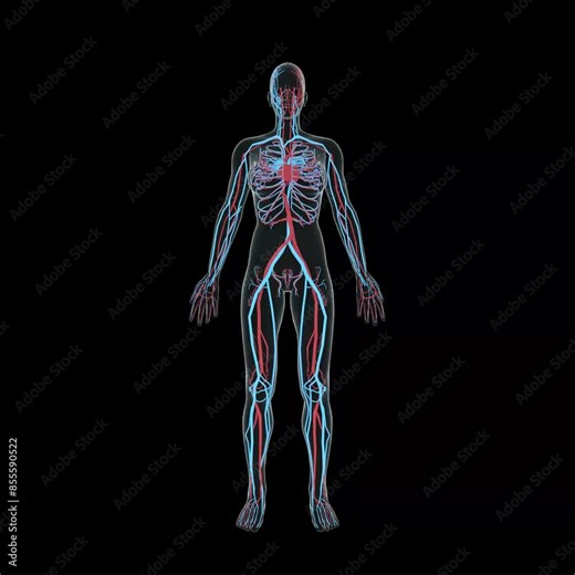A detailed 3D illustration of the human female circulatory system. The video shows the arteries and veins throughout the body, including the heart, lungs, and major organs