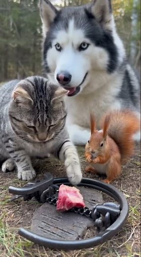 Should I Take It… or Not? 😰#aivideo #sora2 #cat #husky