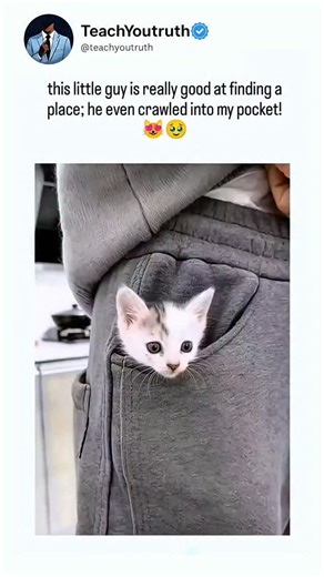 teachyoutruth on Instagram: "The video depicts a tiny tabby kitten nimbly scaling a person's leg to nestle into a sweatpants pocket, evoking widespread delight with over 29,000 likes in under two days. Community replies split between heart emojis and accusations of fabrication, citing glitches like the tail "piercing" fabric and overly fluid motions inconsistent with real feline behavior. Cross-referencing reveals the clip originates from Al-tagged sources under China's "Creation Wave Project," 