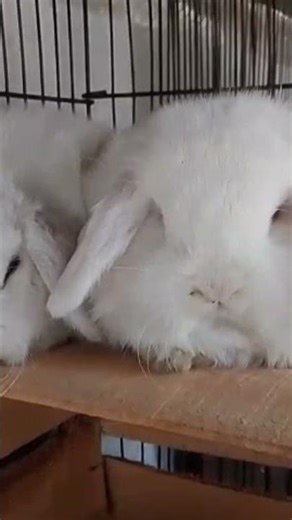 ###Holland loop rabbits ##