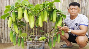 14K views · 160 reactions | Fearless Harvesting My Hidden Technique for Cucumber Success | Diy Garden World | Facebook