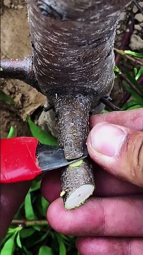 Best method and unique ideas for the grafting of fruit trees #grafting #plants #garden #tree​