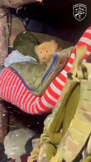 Хвостаті гості війни у прикордонному відділі «Мукачево тип С»