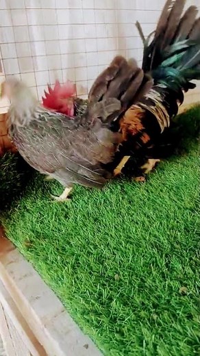 old English game Bantam pullets couple