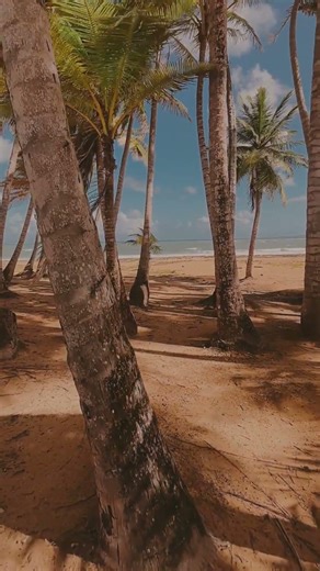 Ocean Waves & Palm Trees 🌴🌊 Pure Natural Sea Sounds