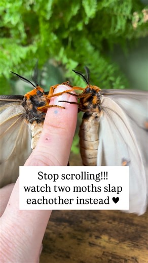 so wholesome & educational 🥰 these two ghostly silk moths emerged today !!!!!! they’re much darker than my first female, so at first I suspected one may be male, but, after talking to @samuelsoddities_ we believe they’re both girls, a darker variety (possibly intersex) still waiting for my male 🙏🏻 but I know he is coming real soon (I’m hoping lmao) it’s been a while since I’ve posted any moth stuff, but I couldn’t not post these beauties! :”) #entomology #insectlovers #bugsofinstagram #mothso