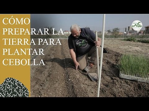 How to Plant Onions. Preparing the soil.