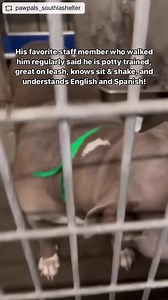 23K views · 2.1K reactions | We are very sad to report that RICO did...