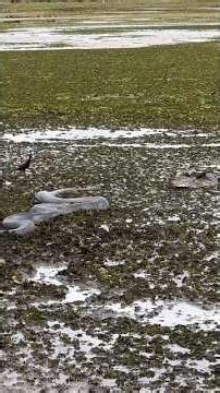 Giant Python vs Alligator 😱 | Ultimate Survival Battle 🐍🐊#python #alligator #wildlife