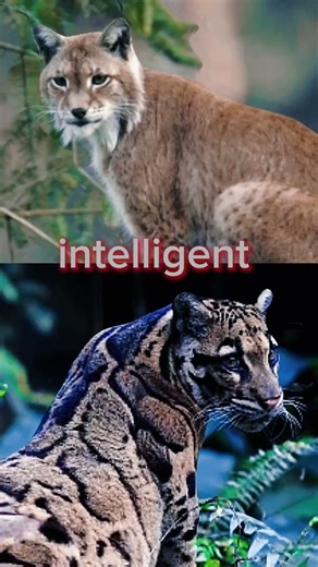 eurasian lynx vs clouded leopard