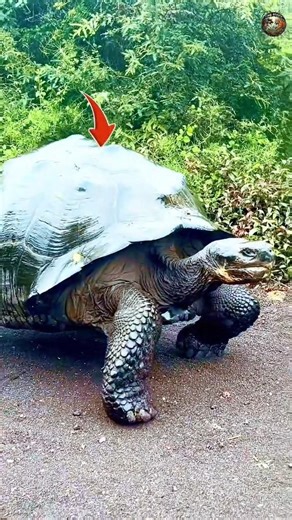 The Walking Tank 🐢 | Giant Tortoise Power in Action|| #facts #facts #trending