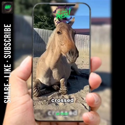 Weirdest Animal Hybrids!