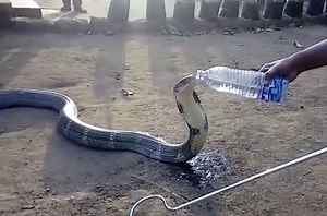 Thirsty cobra drinks directly from a man's water bottle
