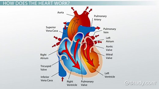 Aortic Semilunar Valve | Location, Structure & Function