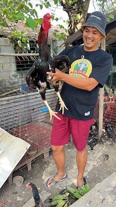 Tallest chicken in the world #kasolidvlogs #fblifestyle #indiogigante | Kasolid Vlogs