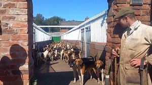 ☀️ 🐶 🚴‍♂️ A beautiful morning for hound exercise #hounds #exercise #houndexercise #training #happyhealthyhounds #countrylife #countrysideculture #nobetterwaytospendamorning British Hound Sports Association Countryside Alliance Hunting | Cheshire Hunt