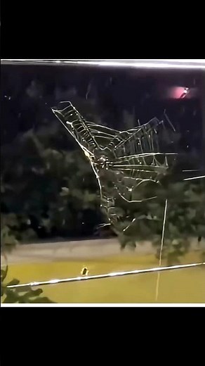 😱Web Eater Spider Explained! #shorts #unfilteredclasses