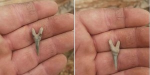 Fisherman finds shark tooth on Lake Texoma shore