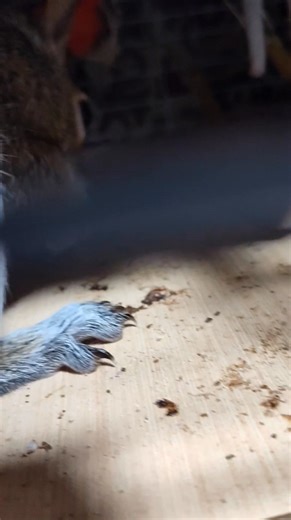 Instinctual behaviors in squirrels are easily one of the most fascinating things about them for me. How do they know what to do when they've been in cages for months?? #bruisersbuddies #wildliferehabber #wildliferehab #squirrelrescue #wildliferehabilitation #wildliferehabilitator #squirrels #squirrelrehab #squirrellove #nomnomnom #greysquirrel #greysquirrelrehab #SquirrelLove #squirrelsquad #squirrellife #squirrel #wildliferescue #hickorynuts | Bruiser's Buddies Wildlife Rehabilitation