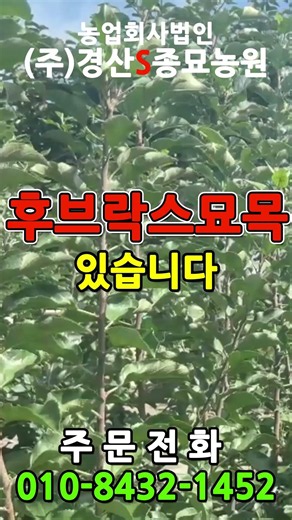 #후브락스 #후부락스 #사과나무 #사과묘목 #경산에스종묘농원 #경산에스농원