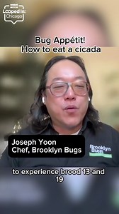 1.1K views · 11 shares | The cicadas are coming — and chefs say they’re good to eat. On Looped In: Chicago host Jim Hanke spoke with University of Illinois Extension educator Ken Johnson and Brooklyn Bugs Chef Joseph Yoon about how cicadas can be best collected, cooked and served. https://www.audacy.com/podcast/looped-in-chicago-f63fb/episodes/bug-appetit-the-cicadas-are-coming-and-theyre-tasty-b268c | WBBM Newsradio | Facebook