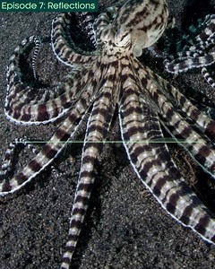 27K views · 852 reactions | The octopus with many personalities  Join Rutendo and Sebastian in the latest BBC Earth Podcast episode as they explore the importance of light and reflection within the animal kingdom. ‘Reflections' is available to listen now on all major streaming platforms. Discover more  https://www.bbcearth.com/podcast #BBCEarthPodcast | BBC Earth | Facebook