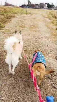 German shepherd #labmix # peaceful day# mindfulness #usa