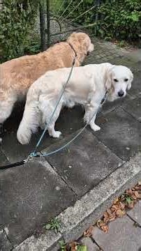 Hindernisse? Als blinder Mensch gassi gehen? Kein Problem #Hund #therapiehund #short #blind