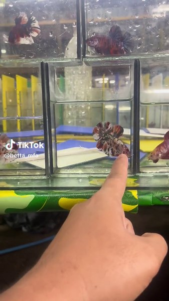 All About Betta Fish: Care and Aesthetics