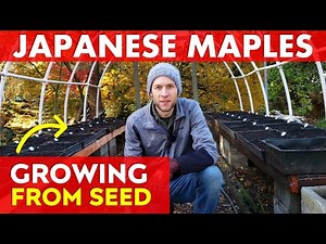 Grow Japanese Maple Trees from Seed the EASY WAY + Greenhouse Update