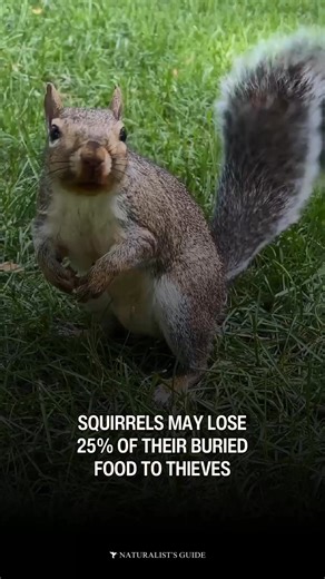 4.9K views · 57 reactions | Awww nuts…  Squirrels may lose up to 25% of their buried food to thieves.  Other squirrels will intentionally take food they didn’t bury.  Squirrels may also pretend to bury a nut to throw off potential thieves. | Naturalist's Guide | Facebook