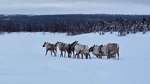 Chasse au caribou chez les Innus : entre subsistance et résistance