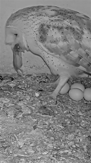 😮🦉 Blink and It’s Gone | Mouse Swallowed in Seconds