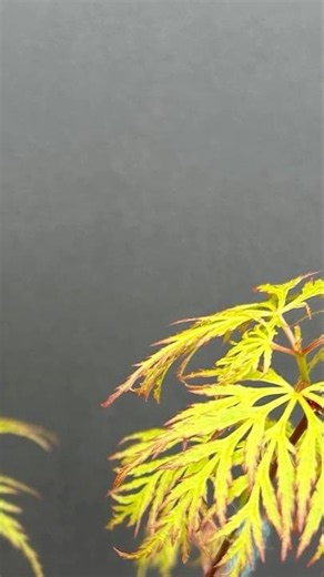 Japanese Maples Changes Mar to May 26 Seiryu