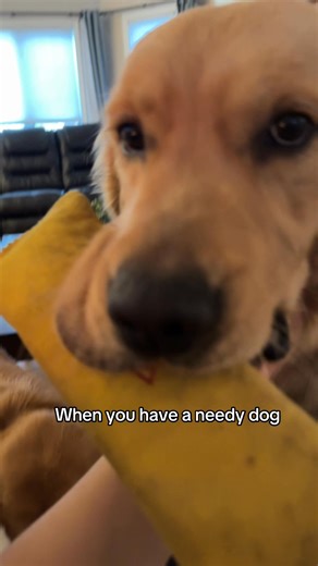 Needy boy!! #dogsoftiktok #doggo #dogdog #dogsoftiktok #puppy | DogDog - the search engine that saves dogs