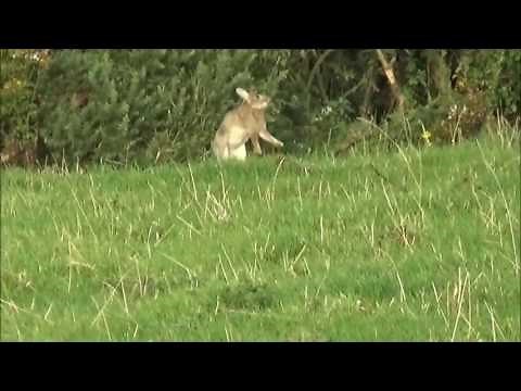Rabbit shooting/Hunting with .22lr and .22 magnum