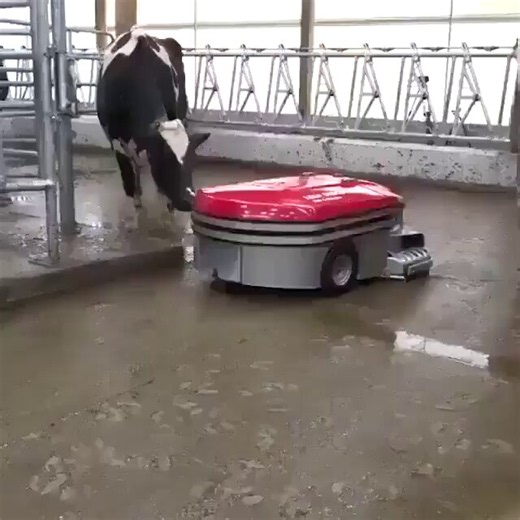 Robotics is no bullshit! 💩I mean it, just look at these barn cleaning robots.Lely Discovery Collector uses clever suction technology to manage manure on farms.Cows are happier and healthier when barns are cleaner, producing better milk.In this way, farmers can have a more hygienic farm. 🐄Furthermore, it shows us how much agriculture can be automated, and how farms and barns can benefit from the robotics progress.It's awesome how smart machines like these can handle tough jobs and make farming 