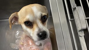 3 comments | URGENT, Milks coming in !! PREGNANT! Need rescue intervention City of San Bernardino Animal Services. Don't allow scared mama to have her puppies in the shelter. It diminishes their chances of survival. If you're experienced with fostering mamas-to-be and future new litters, the shelter has a foster program, too #A554985 15 pounds (pregnant) about 3 years old Email: sbrescue@sbcity.org Call (909) 384-1304 | Save SBC Shelter Friends | Facebook