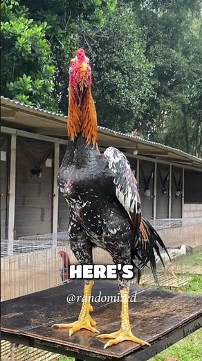 This Chicken Looks Like a Dinosaur 😳🐔 | Shamo Chicken Facts