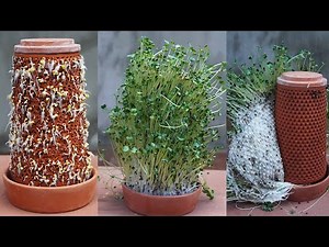 Growing Hydroponic Sprouts Is Easy With A Clay Pot