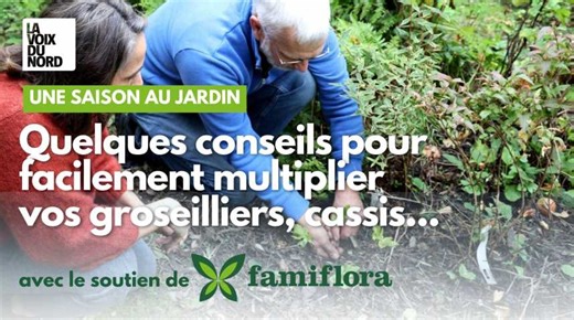 Jardinage : comment multiplier ses groseilliers et cassis très facilement
