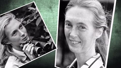 Jane Goodall, conservationist renowned for chimpanzee research and environmental advocacy, has died
